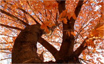 ddos攻击器安卓ios下载